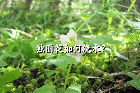 独丽花如何浇水？