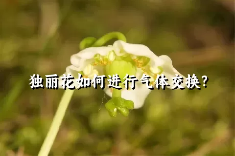 独丽花如何进行气体交换？