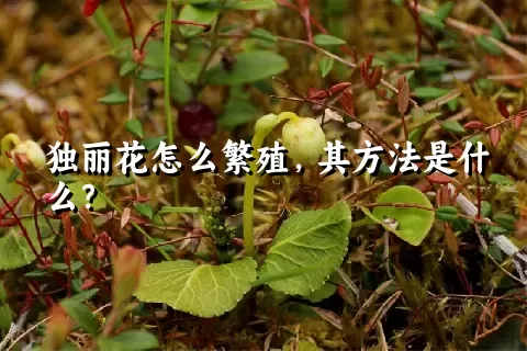 独丽花怎么繁殖，其方法是什么？