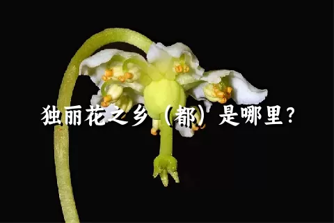 独丽花之乡（都）是哪里？