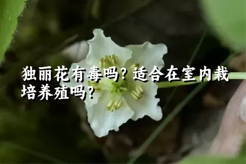 独丽花有毒吗？适合在室内栽培养殖吗？