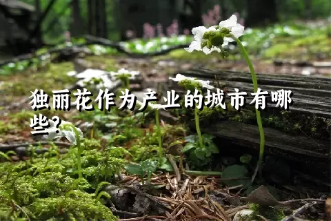 独丽花作为产业的城市有哪些？