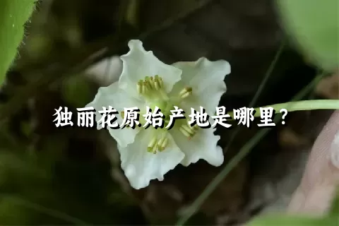 独丽花原始产地是哪里？