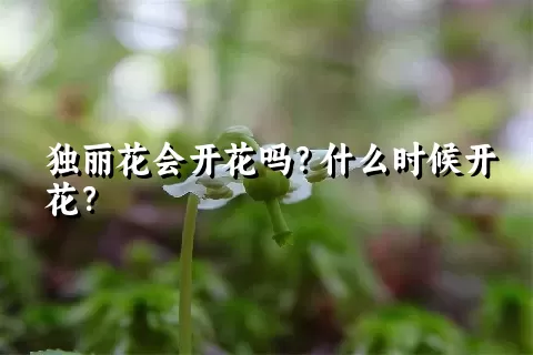 独丽花会开花吗？什么时候开花？