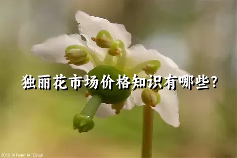 独丽花市场价格知识有哪些？