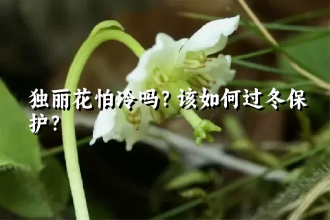 独丽花怕冷吗？该如何过冬保护？