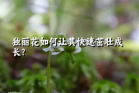 独丽花如何让其快速茁壮成长？