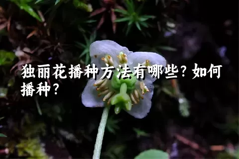 独丽花播种方法有哪些？如何播种？