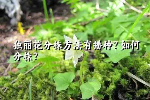 独丽花分株方法有播种？如何分株？