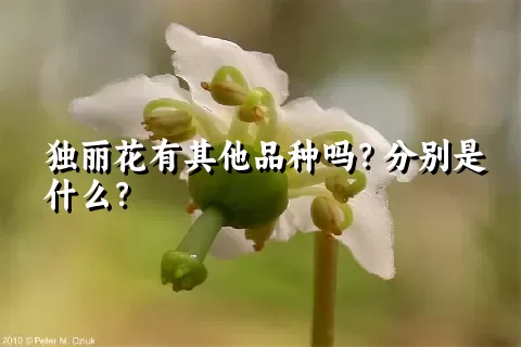 独丽花有其他品种吗？分别是什么？