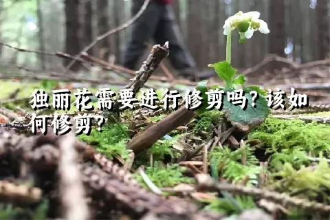 独丽花需要进行修剪吗？该如何修剪？