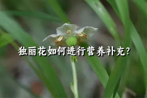 独丽花如何进行营养补充？