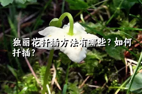 独丽花扦插方法有哪些？如何扦插？