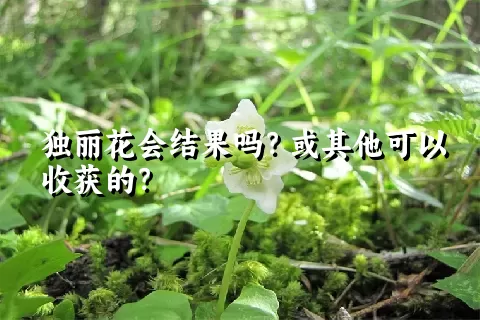 独丽花会结果吗？或其他可以收获的？