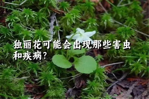 独丽花可能会出现那些害虫和疾病？