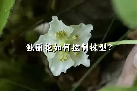 独丽花如何控制株型？