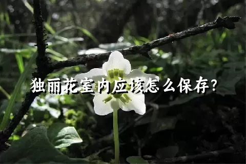 独丽花室内应该怎么保存？