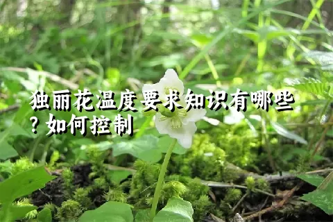 独丽花温度要求知识有哪些？如何控制