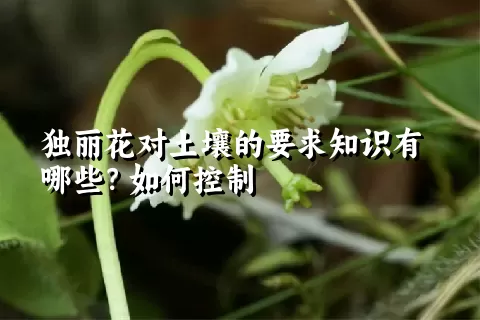 独丽花对土壤的要求知识有哪些？如何控制