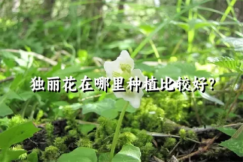 独丽花在哪里种植比较好？