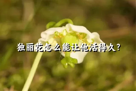 独丽花怎么能让他活得久？