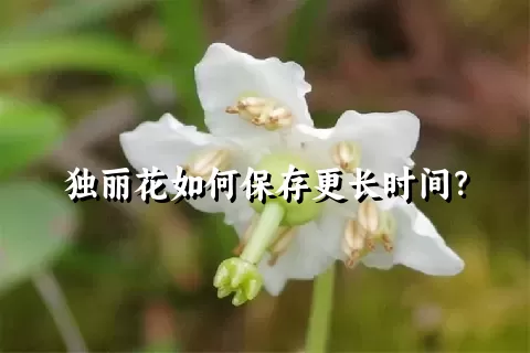 独丽花如何保存更长时间？