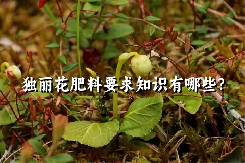 独丽花肥料要求知识有哪些？