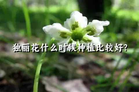 独丽花什么时候种植比较好？