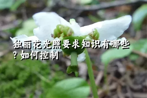 独丽花光照要求知识有哪些？如何控制