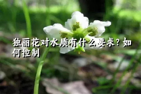 独丽花对水质有什么要求？如何控制