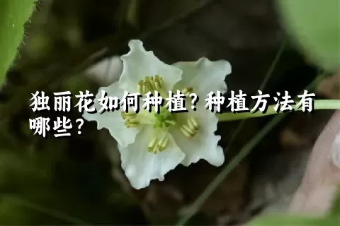 独丽花如何种植？种植方法有哪些？