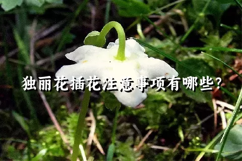 独丽花插花注意事项有哪些？