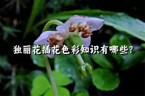 独丽花插花色彩知识有哪些？