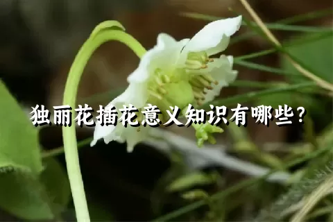 独丽花插花意义知识有哪些？