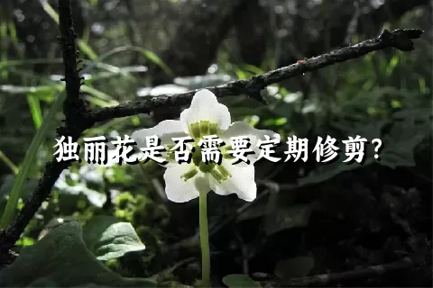 独丽花是否需要定期修剪？