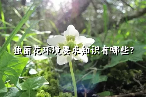 独丽花环境要求知识有哪些？