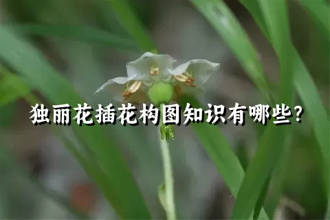 独丽花插花构图知识有哪些？