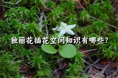 独丽花插花空间知识有哪些？