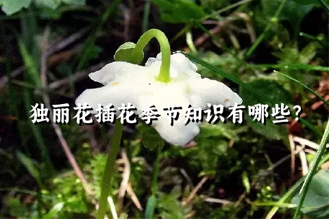 独丽花插花季节知识有哪些？