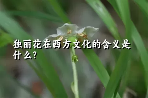 独丽花在西方文化的含义是什么？