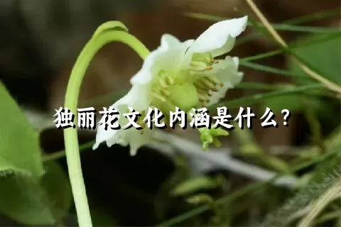 独丽花文化内涵是什么？