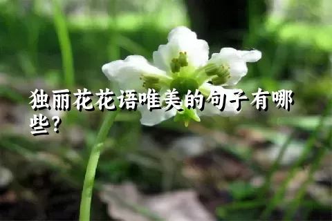 独丽花花语唯美的句子有哪些？