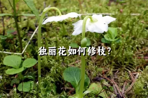 独丽花如何修枝？