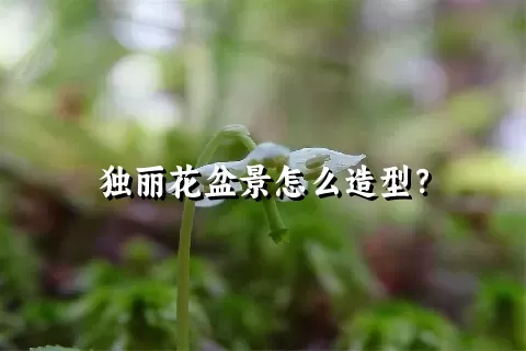 独丽花盆景怎么造型？