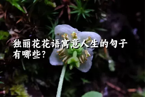 独丽花花语寓意人生的句子有哪些？