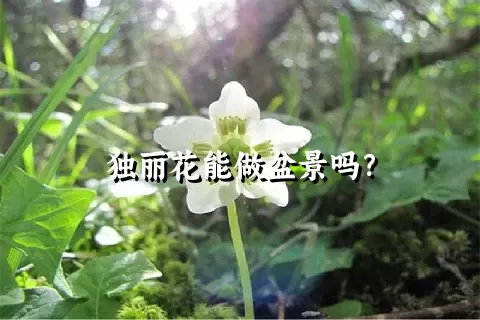 独丽花能做盆景吗？