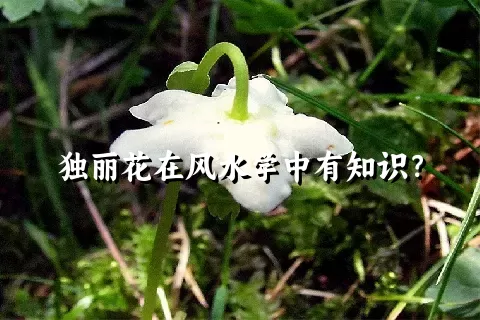 独丽花在风水学中有知识？