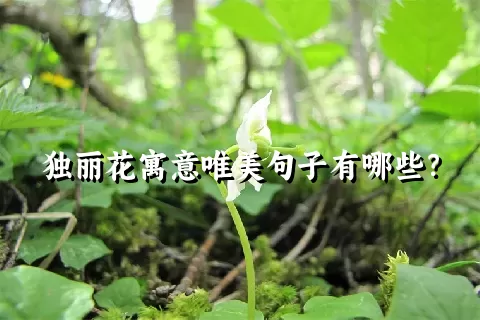 独丽花寓意唯美句子有哪些？