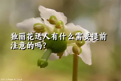 独丽花送人有什么需要提前注意的吗？