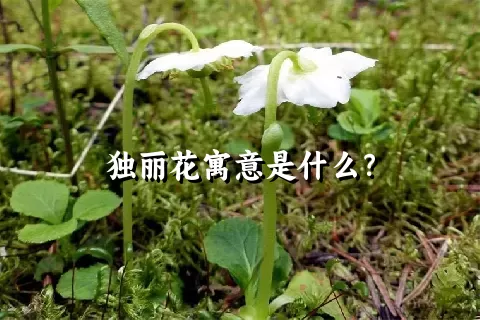 独丽花寓意是什么？